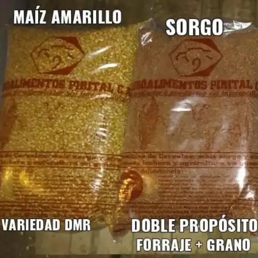 Semilla de Sorgo Forrajero, Maiz